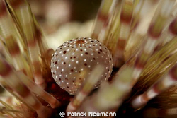 craw of an sea-urchin ... amazing nature ... no crop by Patrick Neumann 